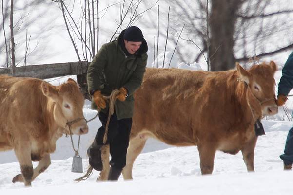 Robert Pattinson pulls a bull through the snow during the filming of 'Life' in Canada